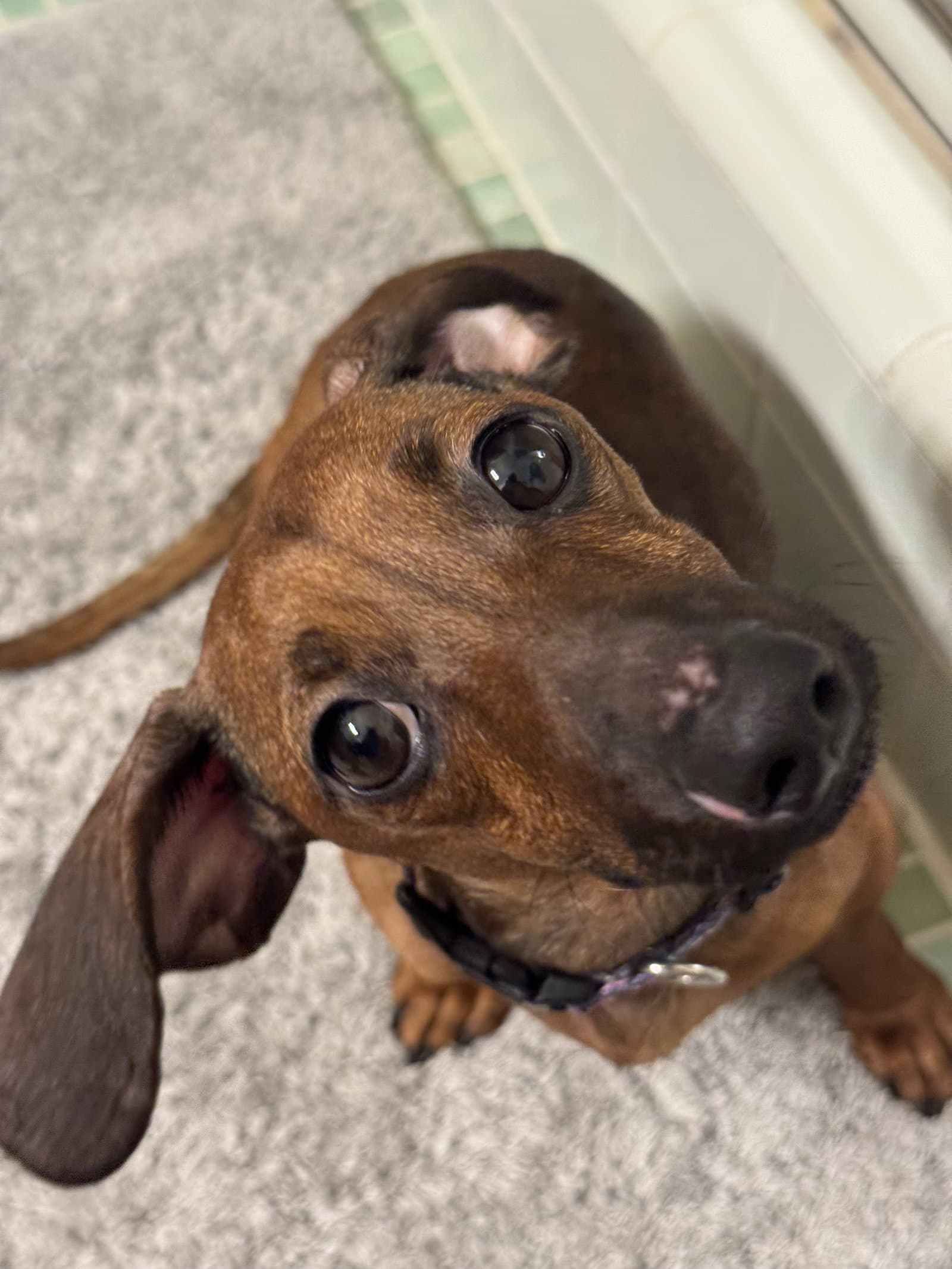 Libby2 (fostered in South Carolina)