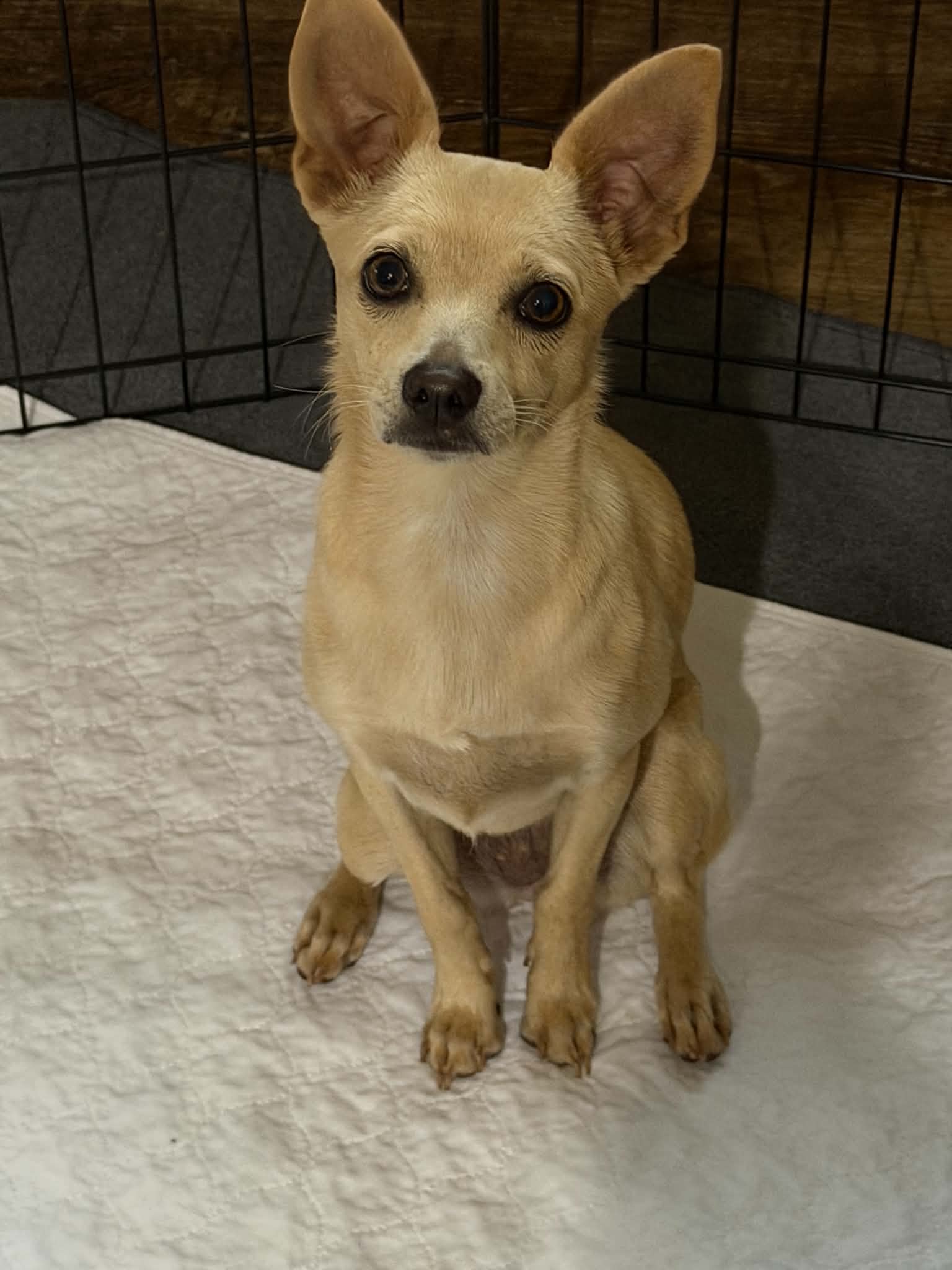 Dolly6 (fostered in Georgia)