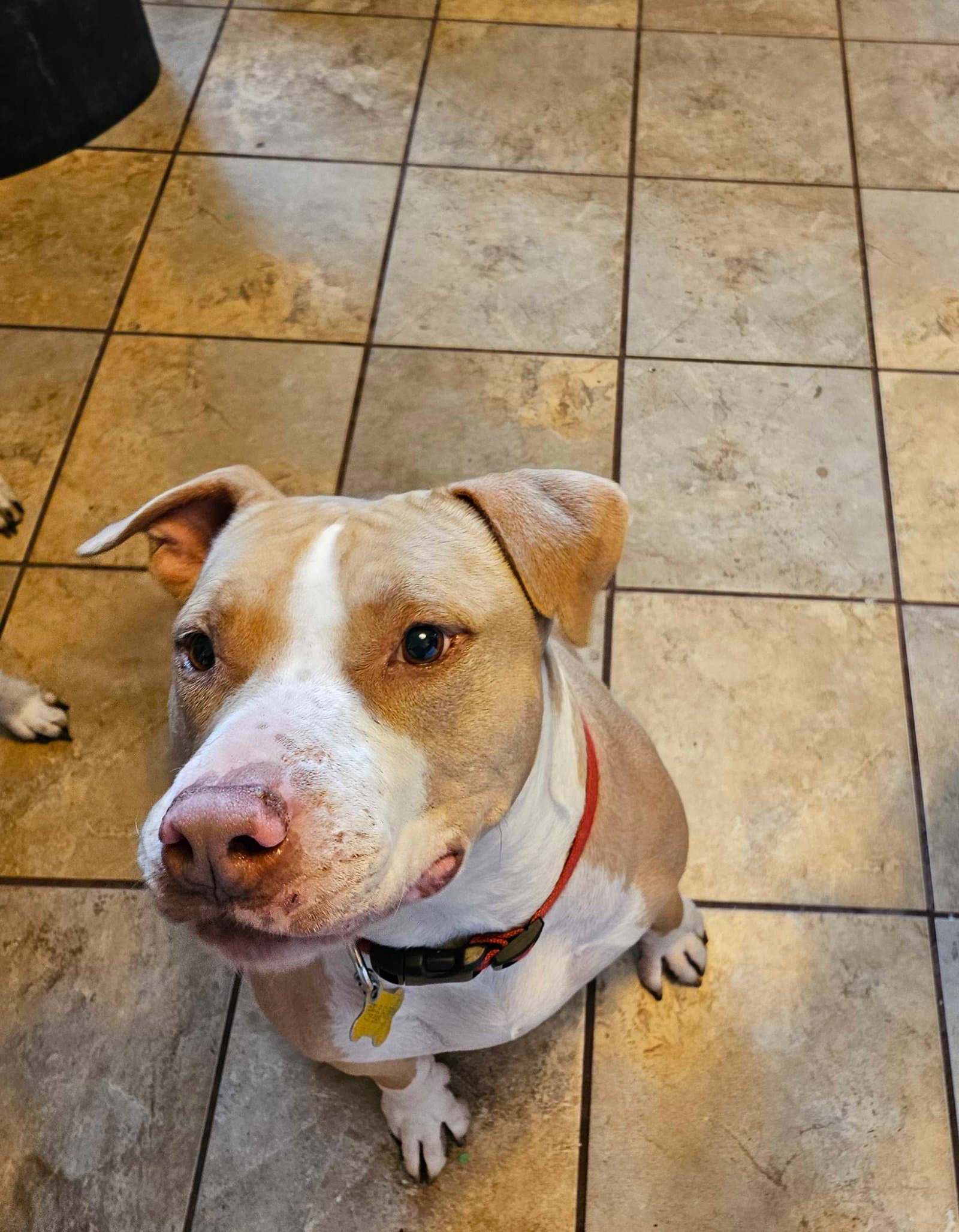 Duncan Doggie