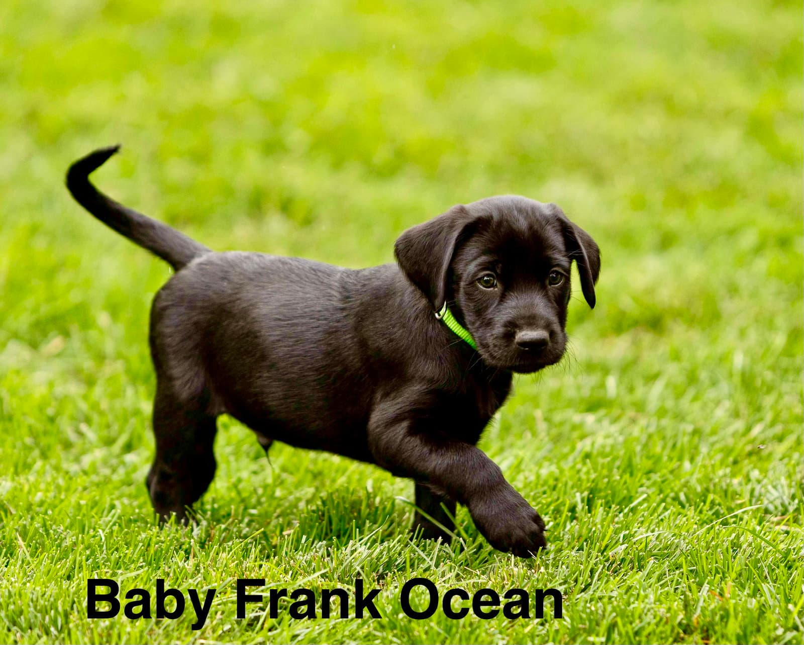 Baby Frank Ocean