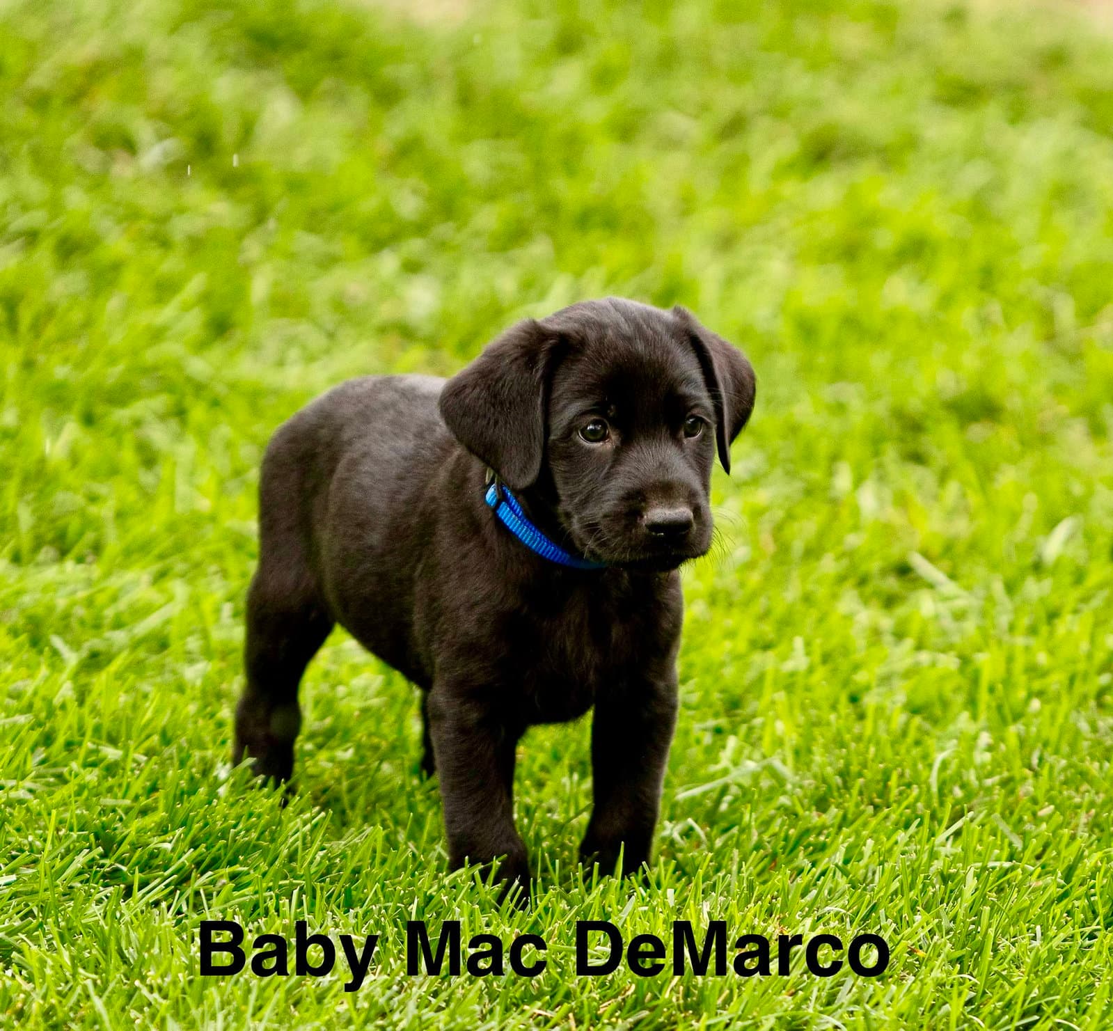 Baby Mac DeMarco