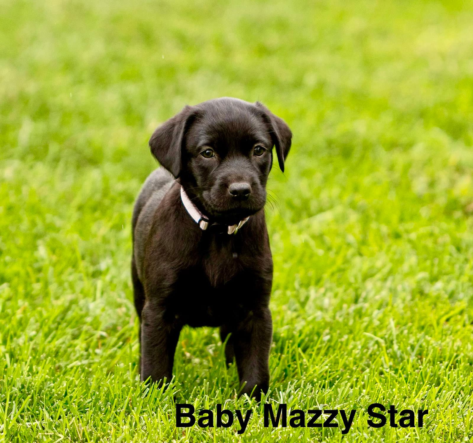 Baby Mazzy Star