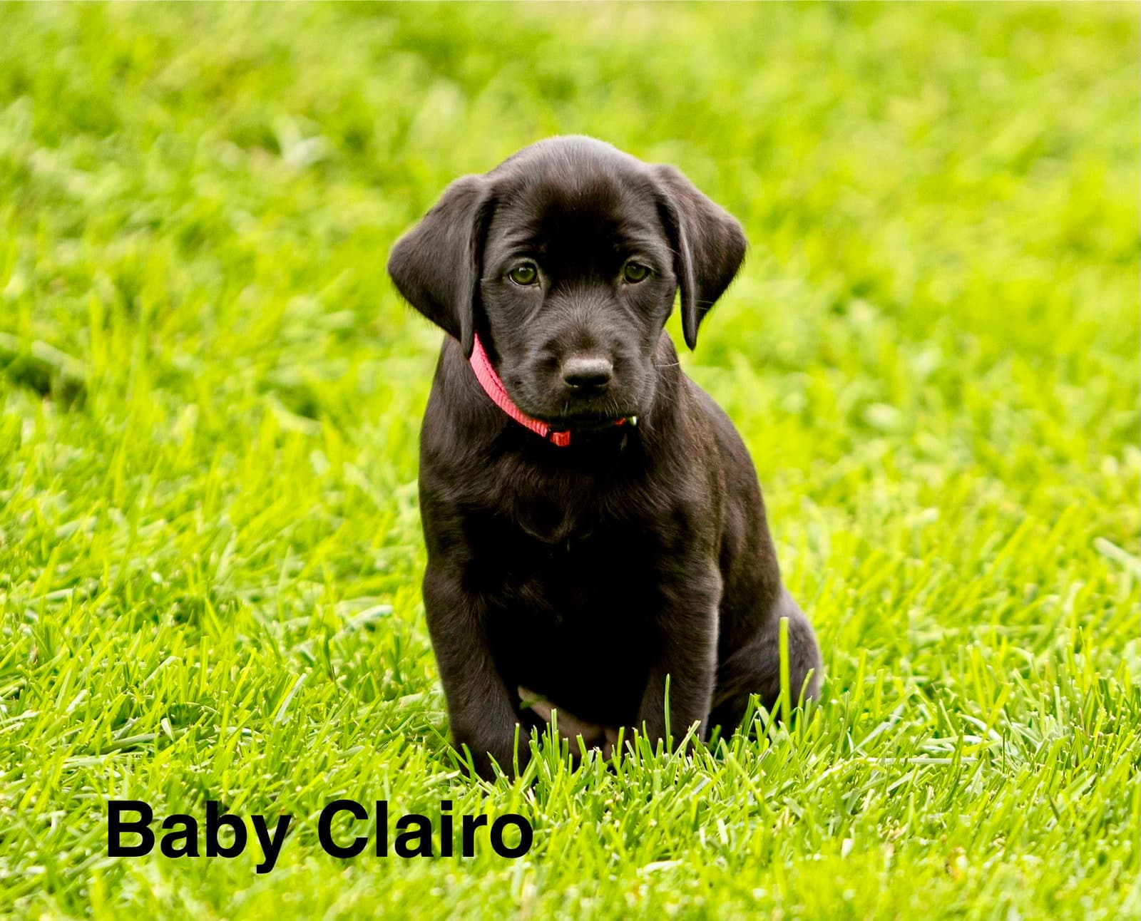 Baby Clairo