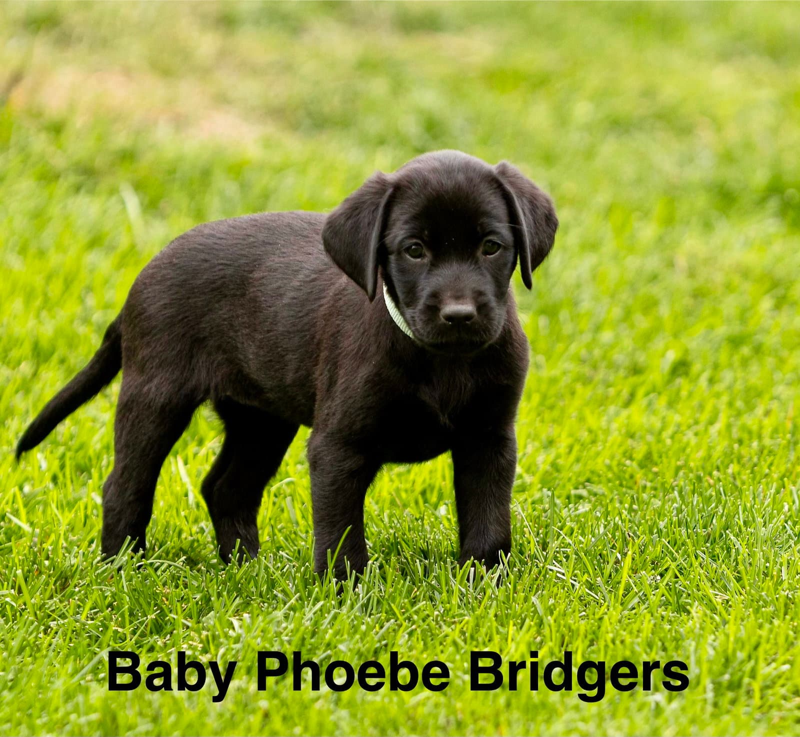 Baby Phoebe Bridgers