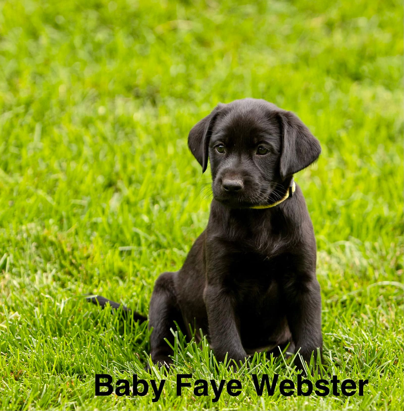 Baby Faye Webster