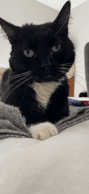 Meredith