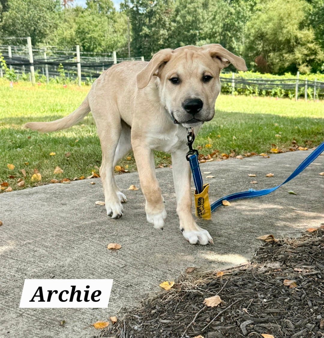 Archie