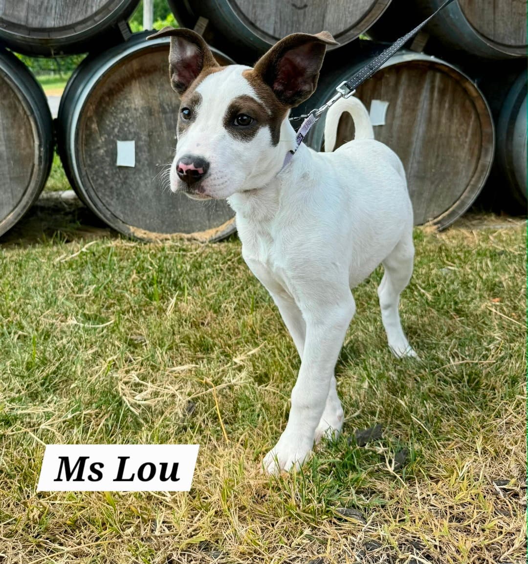 Lou