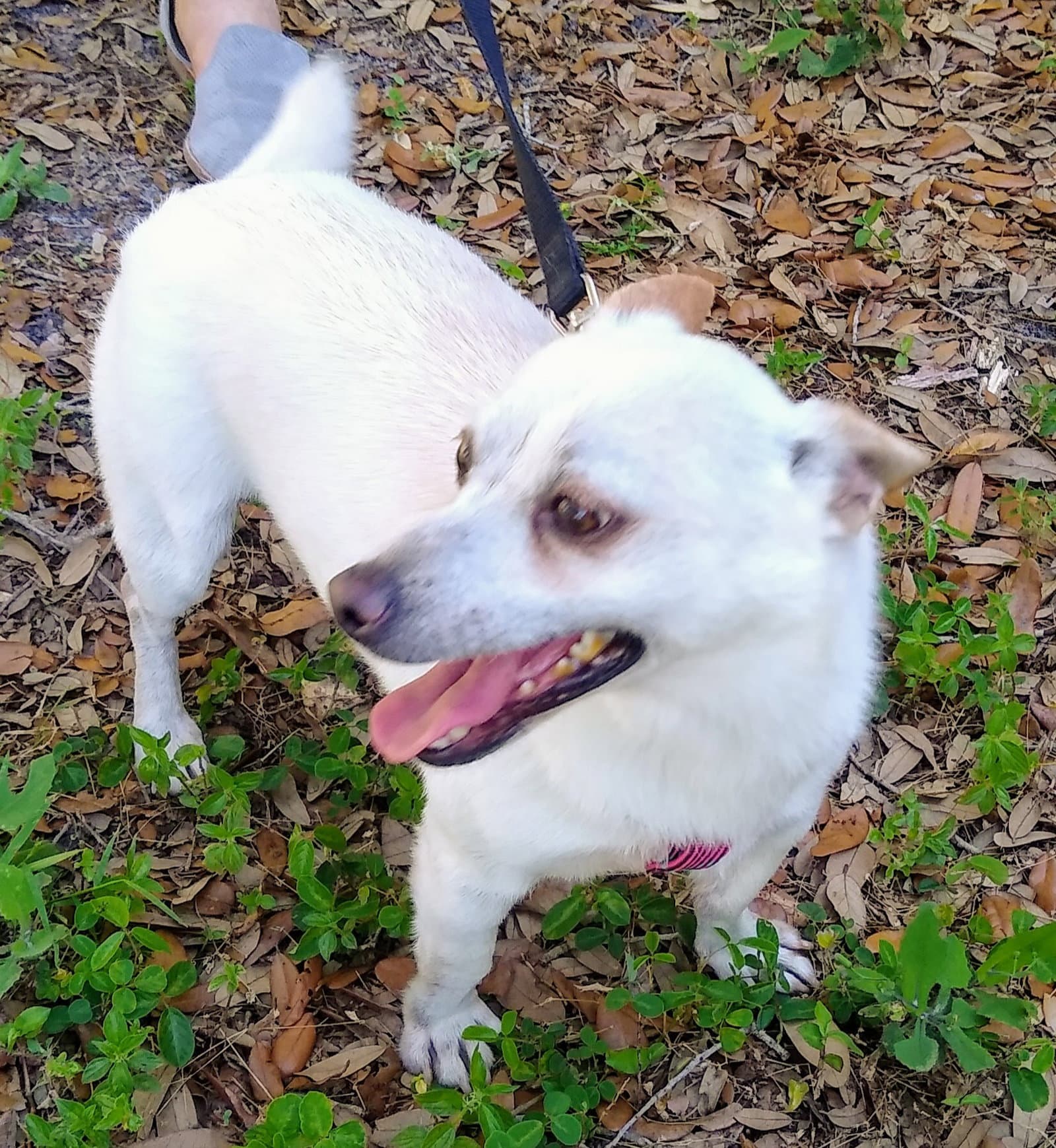 Nash