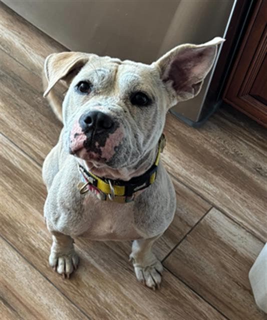 Leona- In Foster