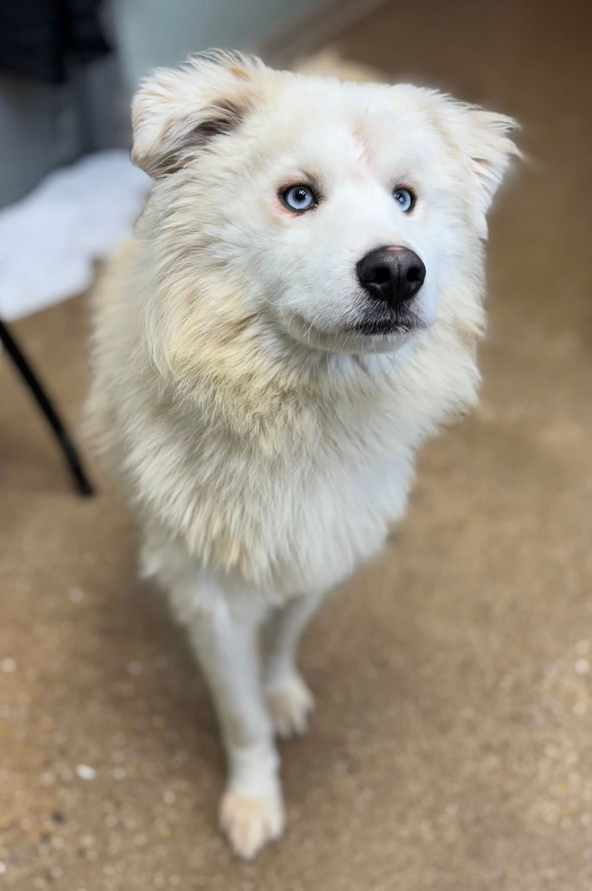 Meko