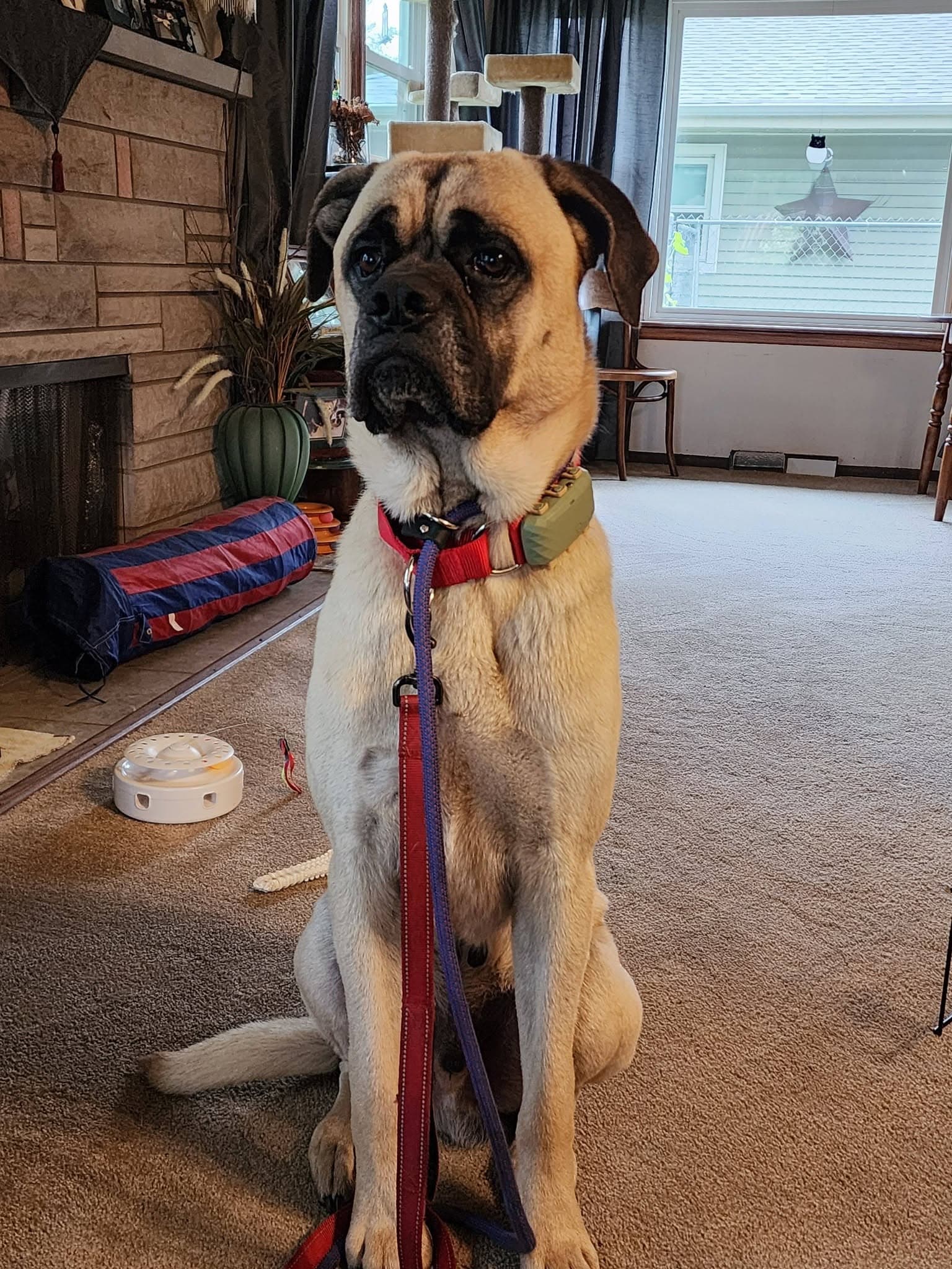 Caesar