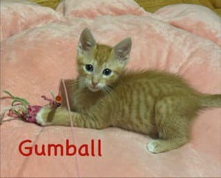 Gumball