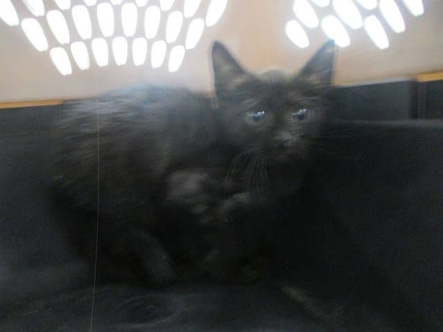 Blackie