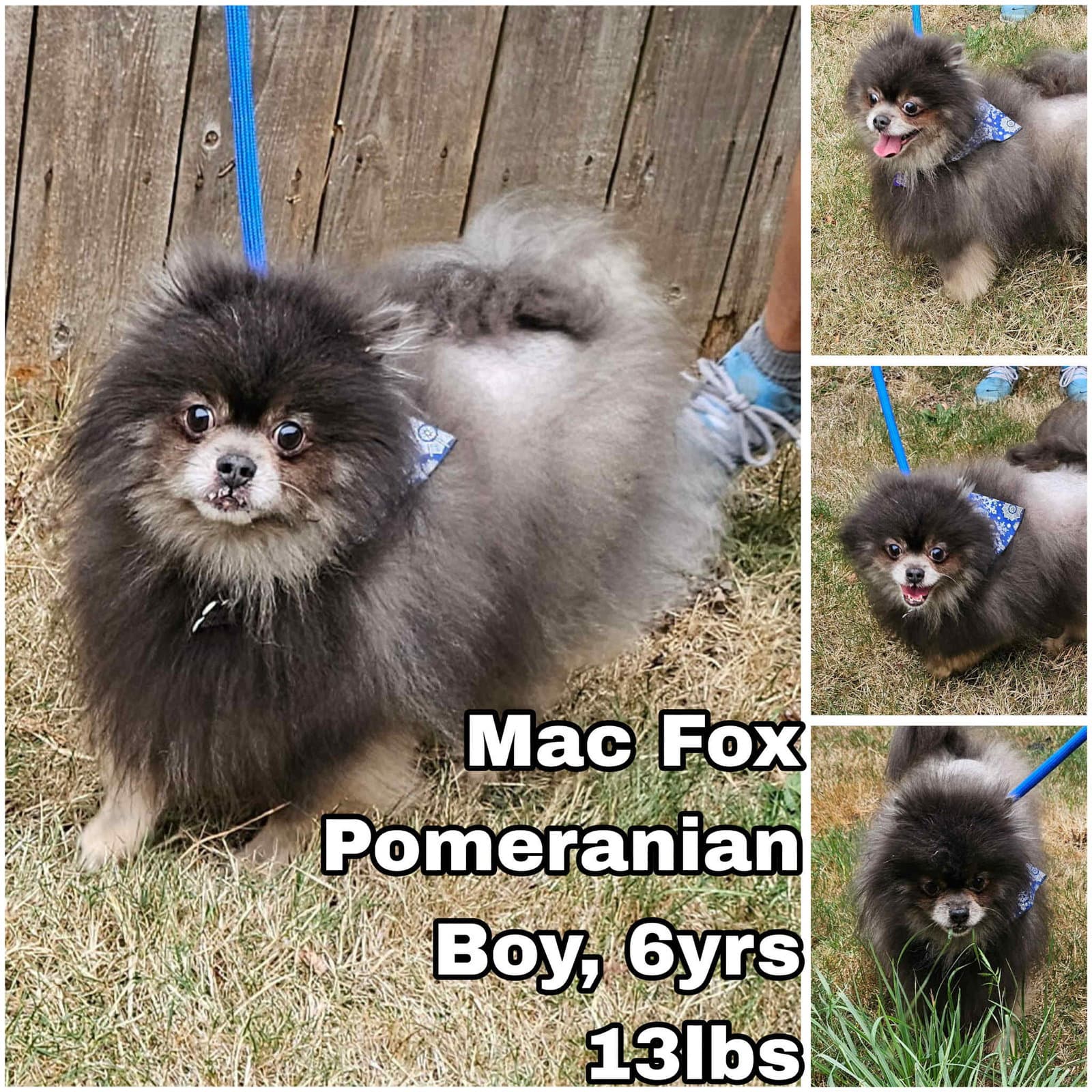 Mac Fox