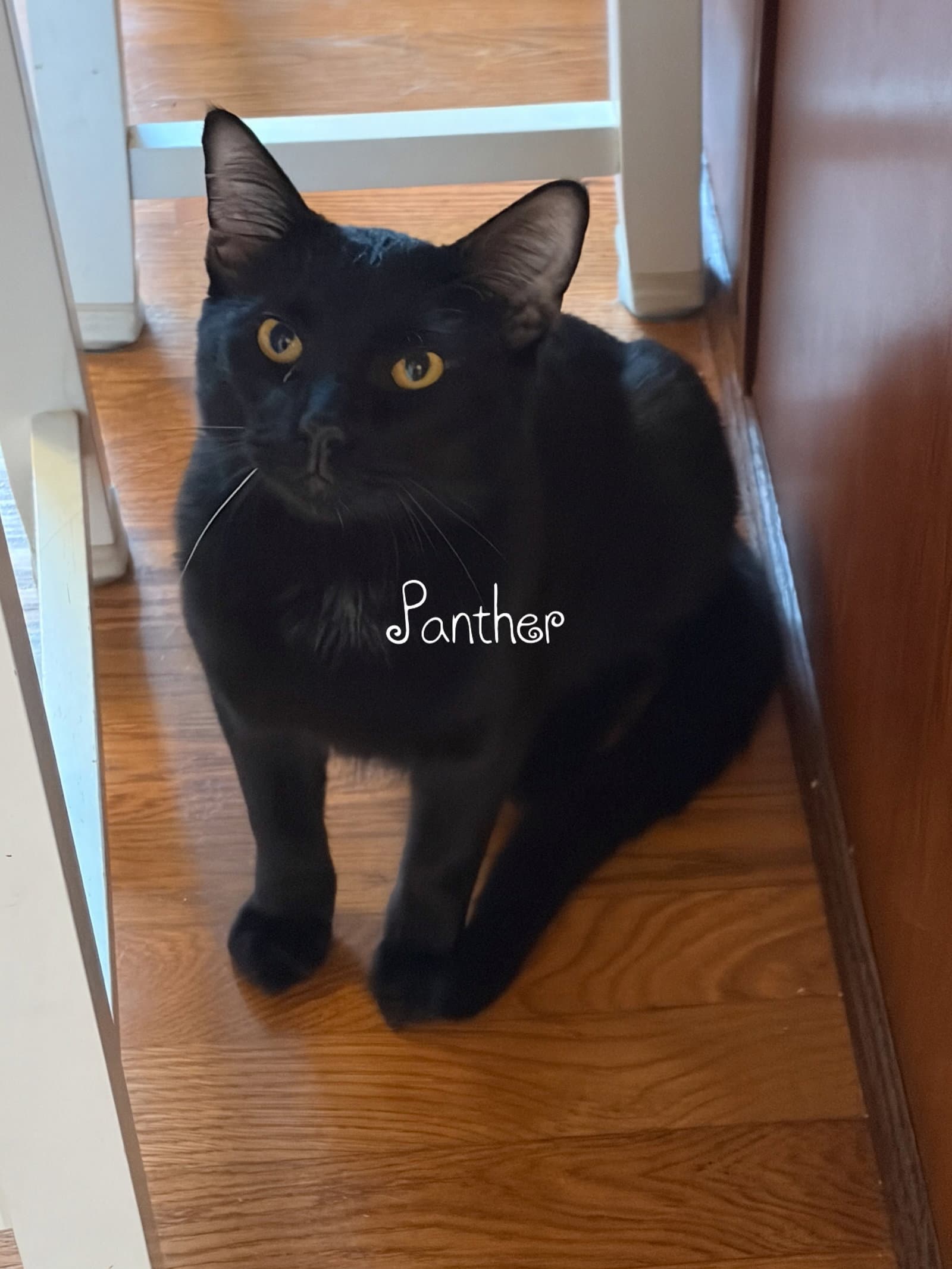 PANTHER (Bonded w/ Magpie)