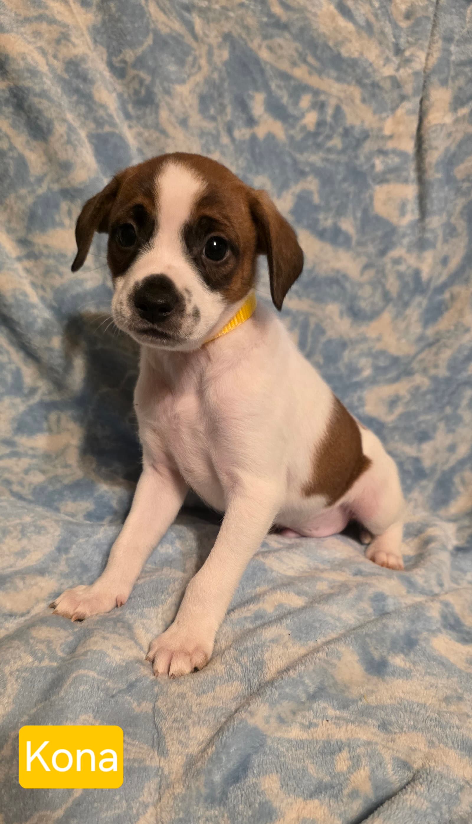 Kona