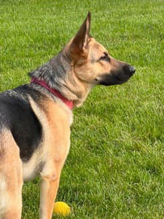 Nova