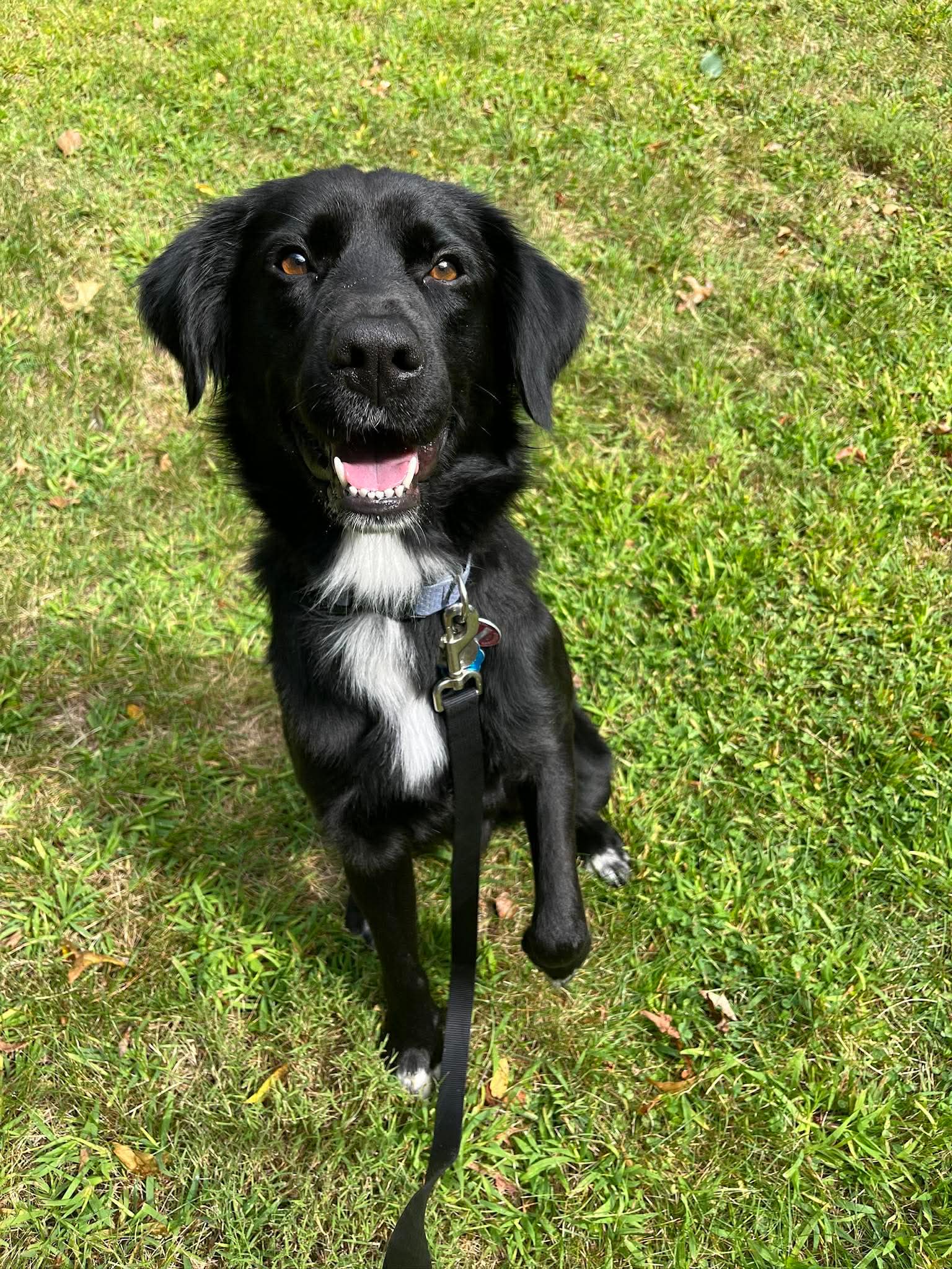 Bart (Foster or Adopter needed!)