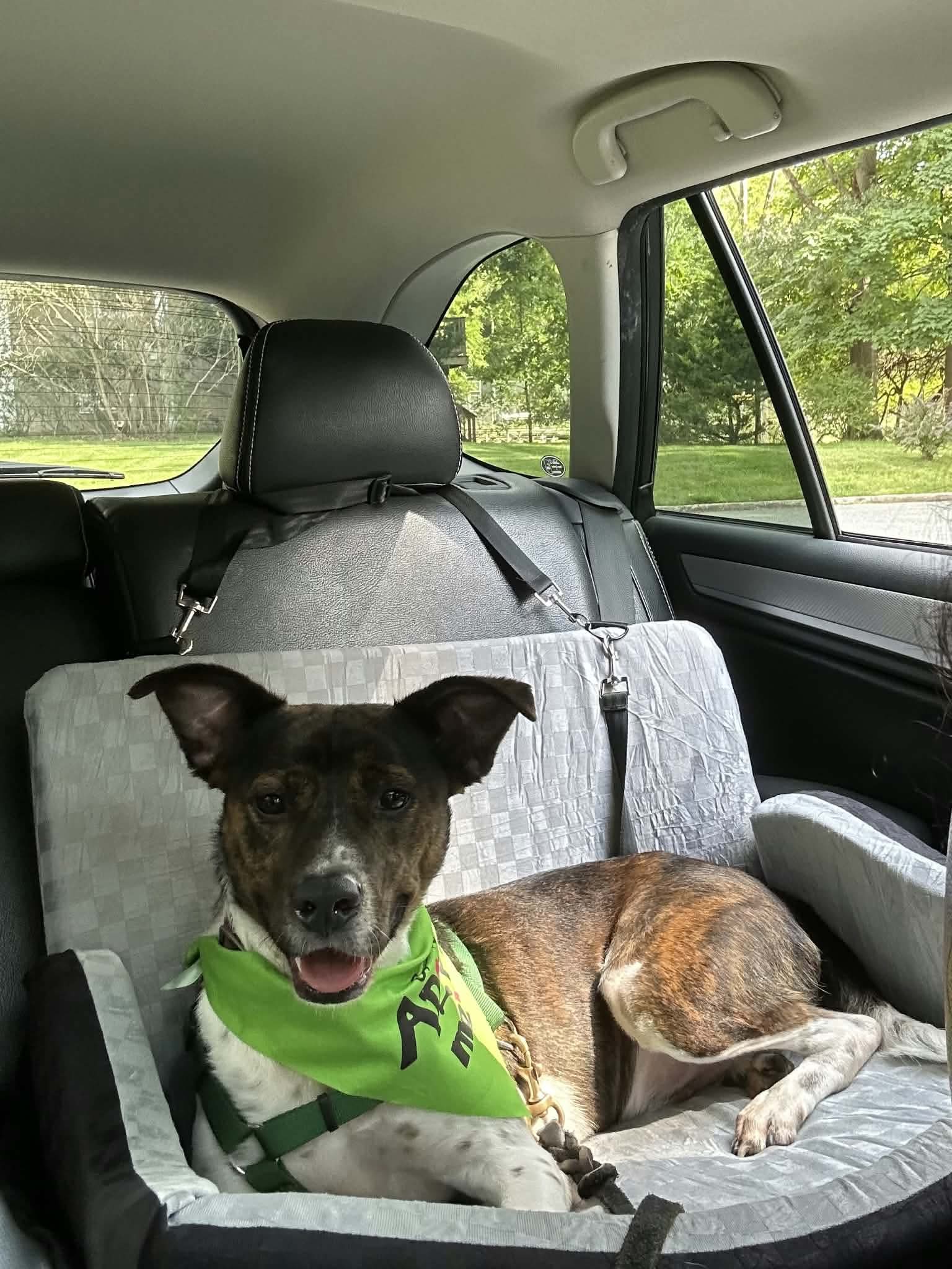 Coquito (Foster or Adopter needed!)