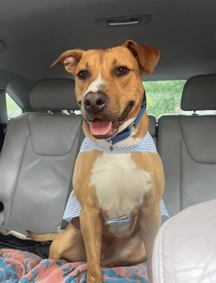 Snuggles (Foster or Adopter needed!)