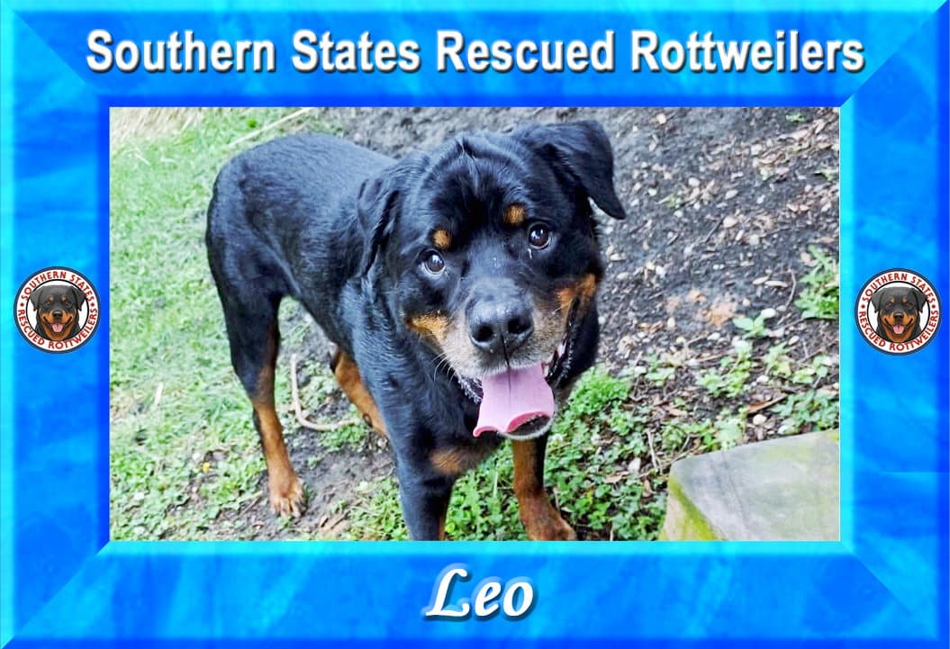 Leo