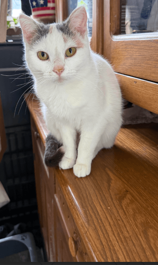 Gracie ⭐️1/2 Off Adoption Fee