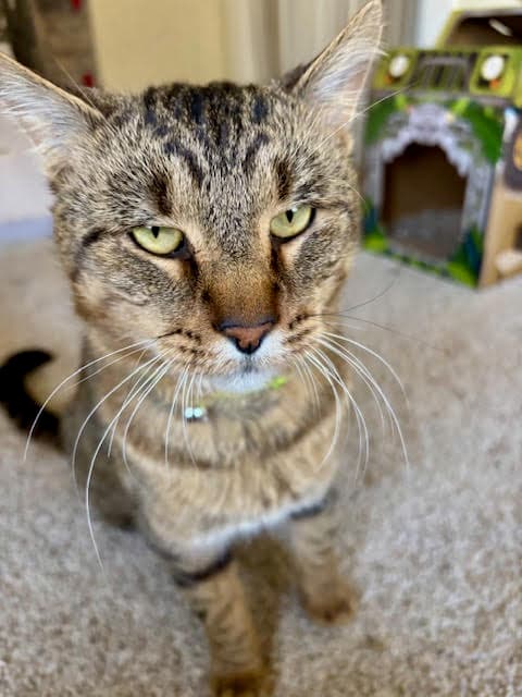 Tarzan ⭐️ 1/2 Off Adoption Fee