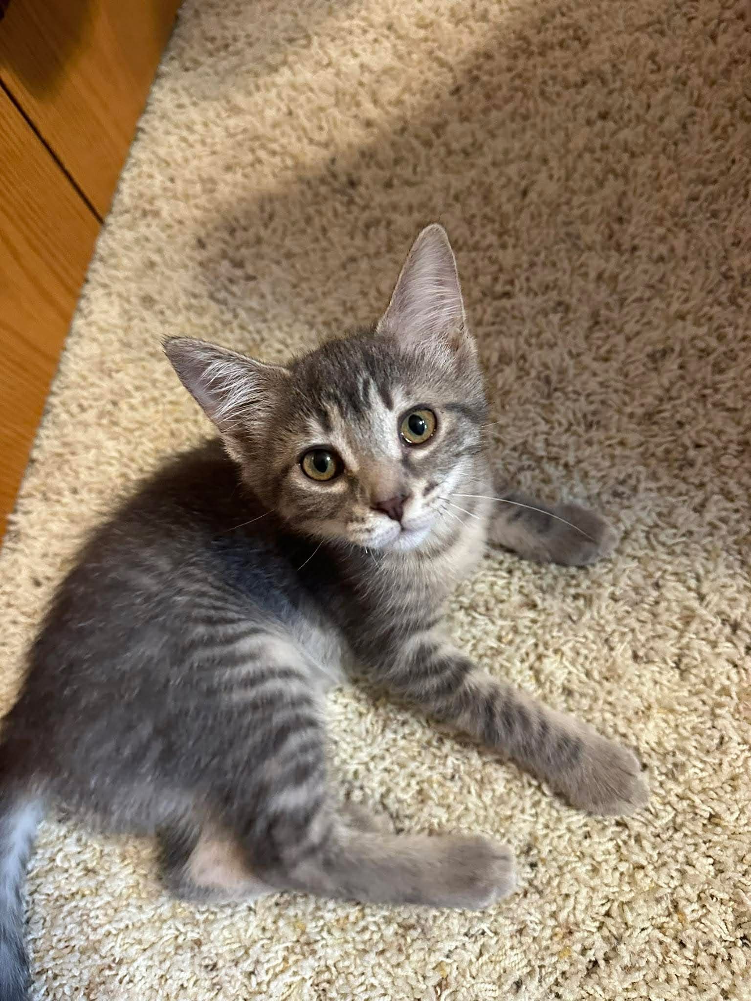 Clarabelle