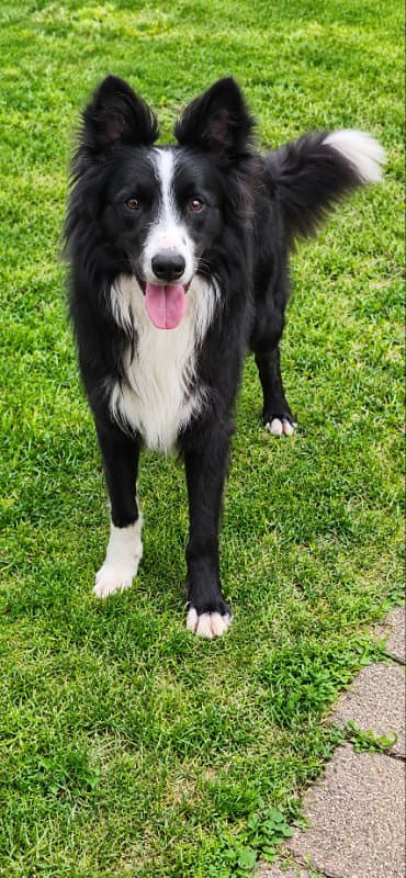 Bindi