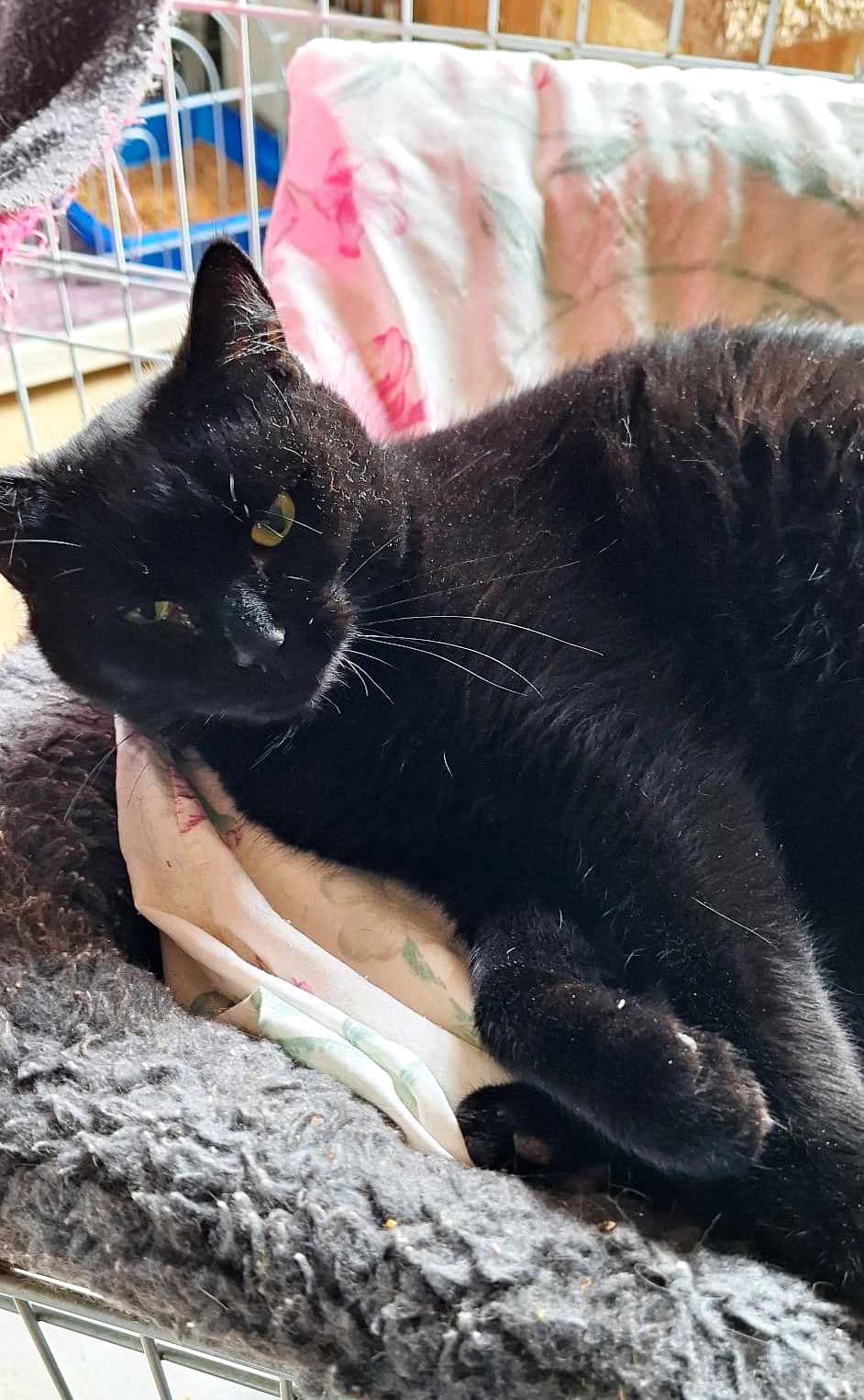 Licorice