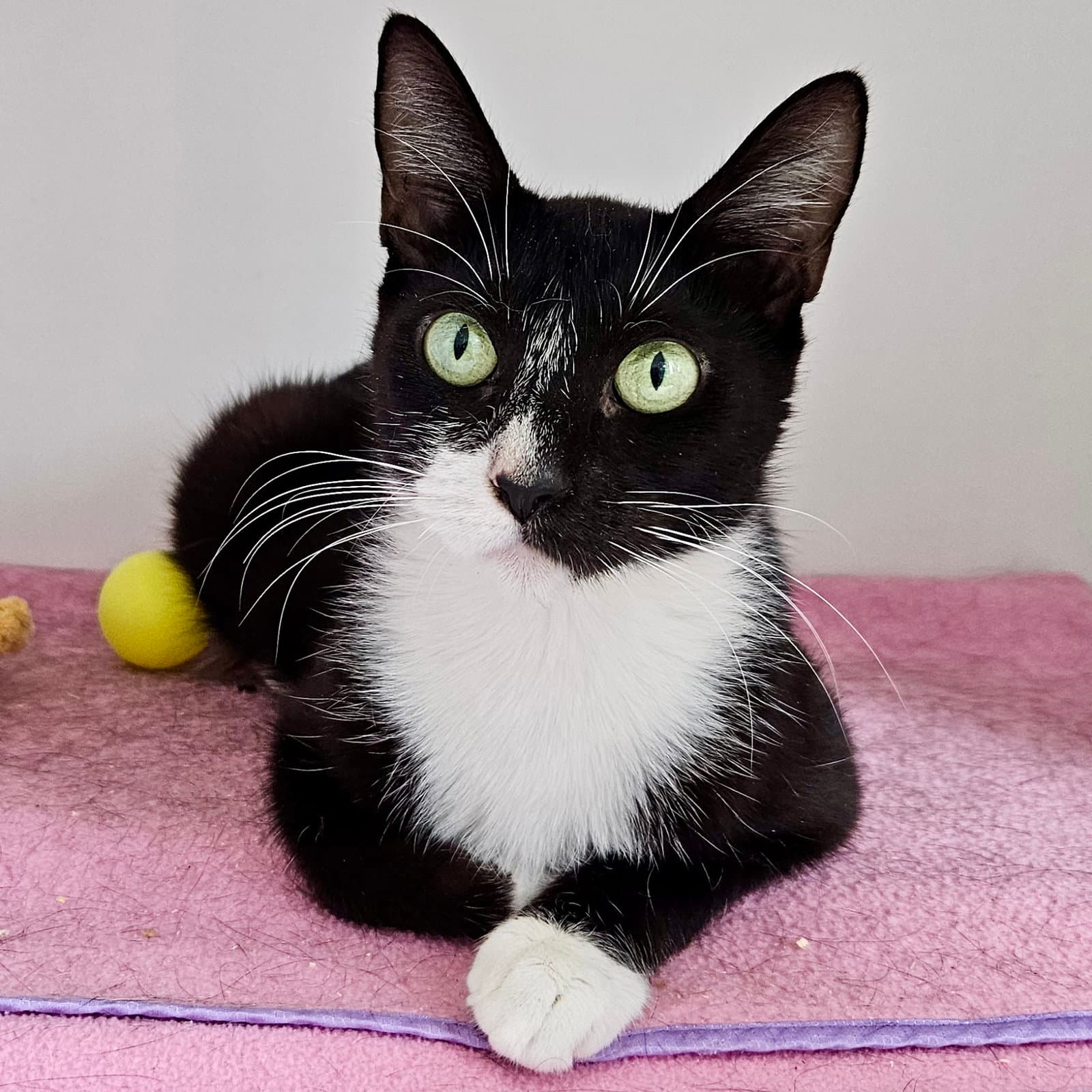 Penelope