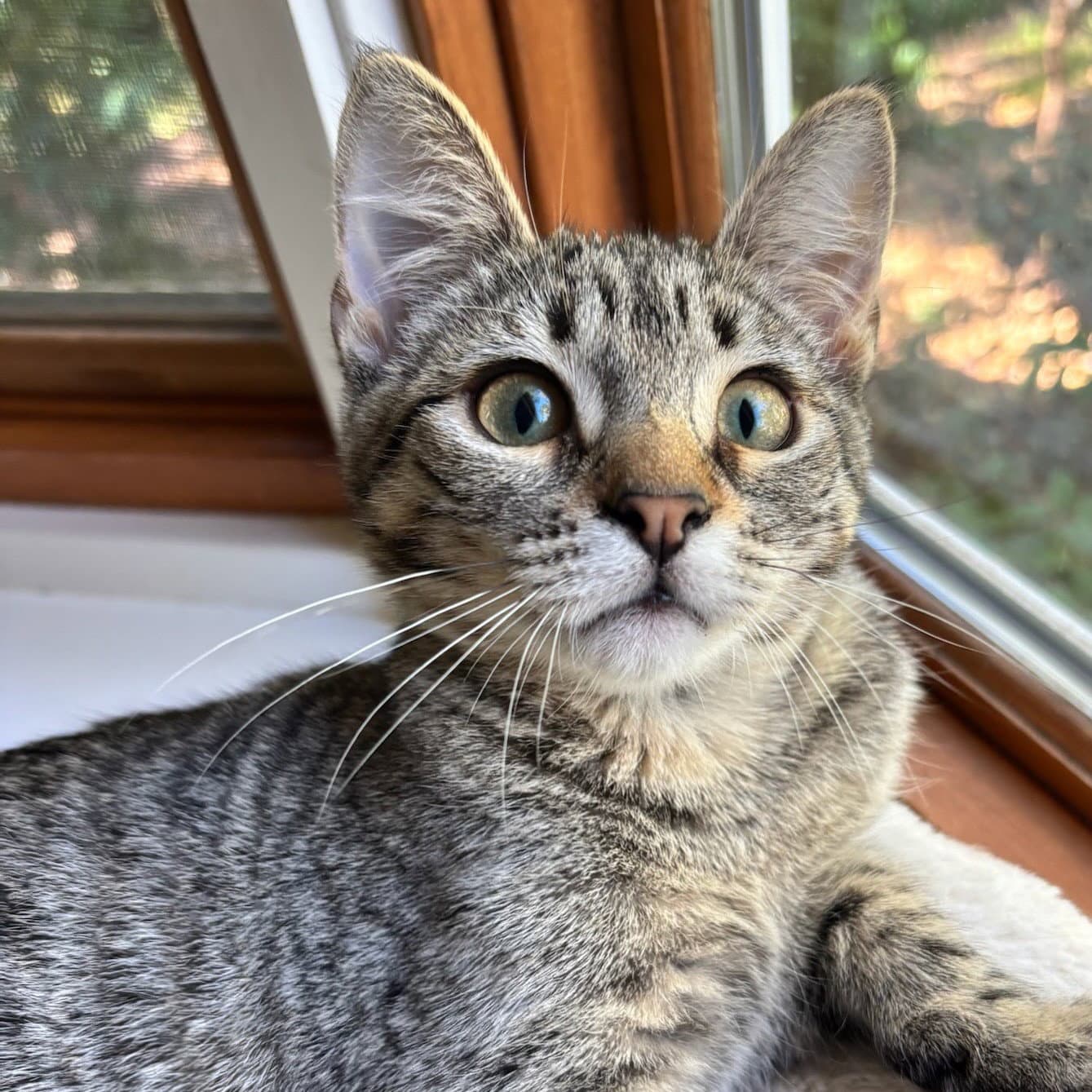 Cloud (bonded w/ Raindrop)