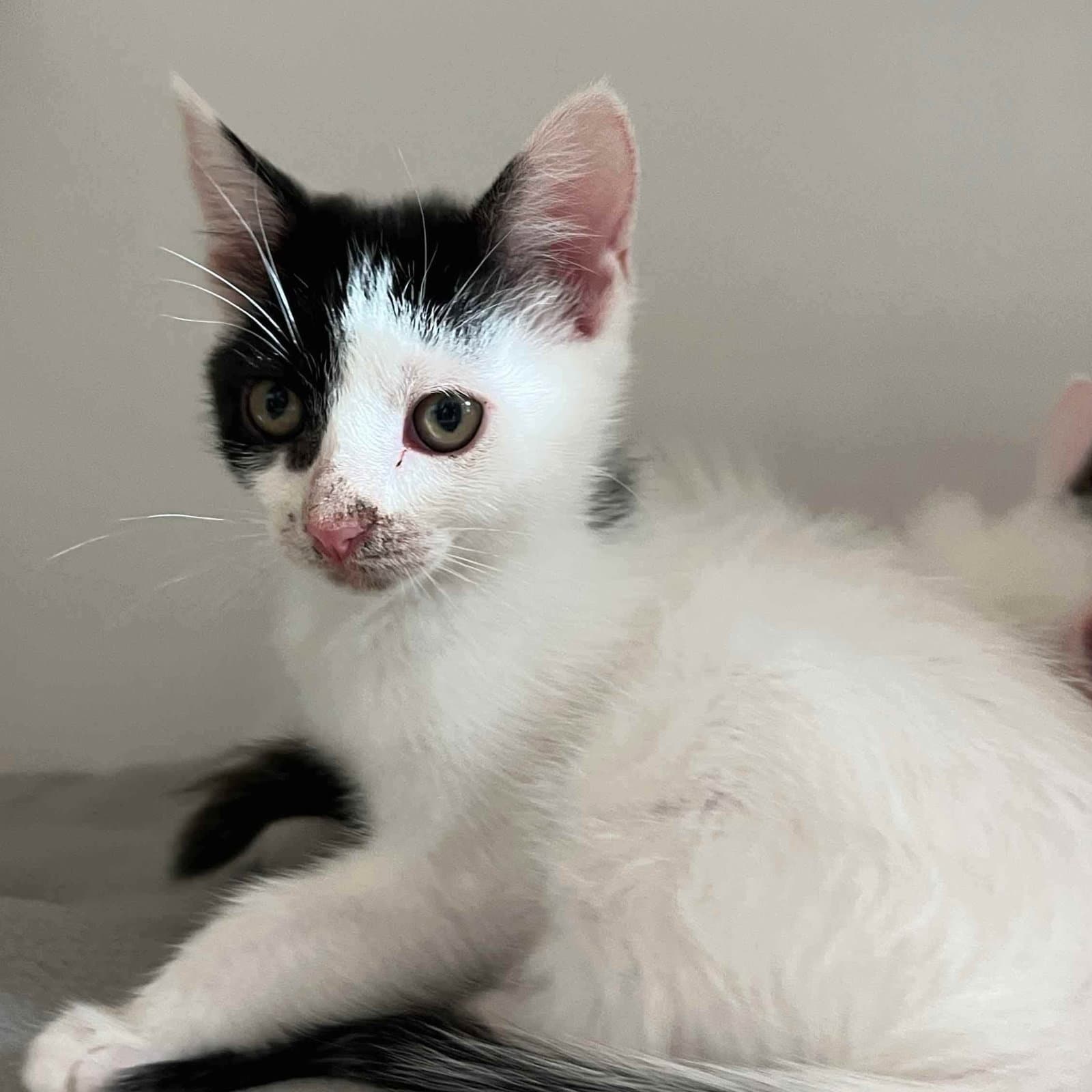 Oreo