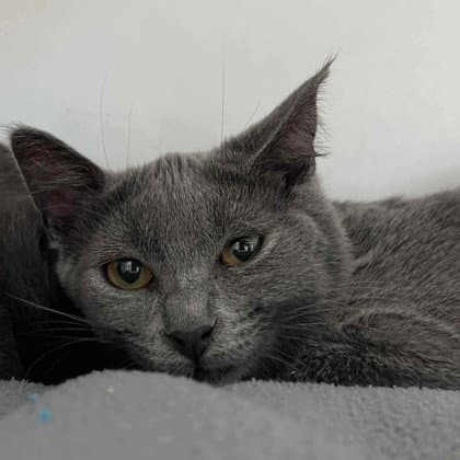 Izzy (bonded w/ Bee)