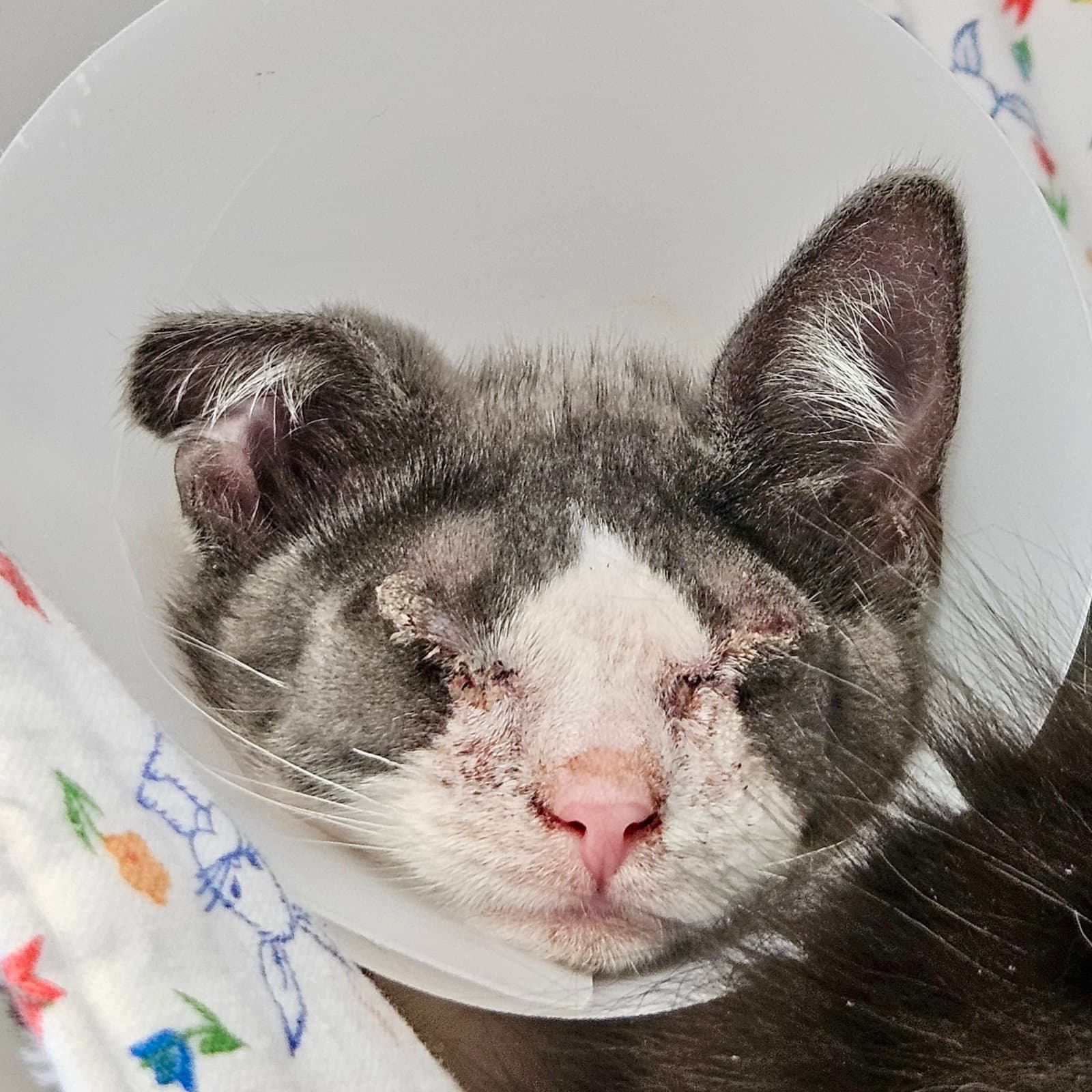 Blanket (bonded w/ Waffles)