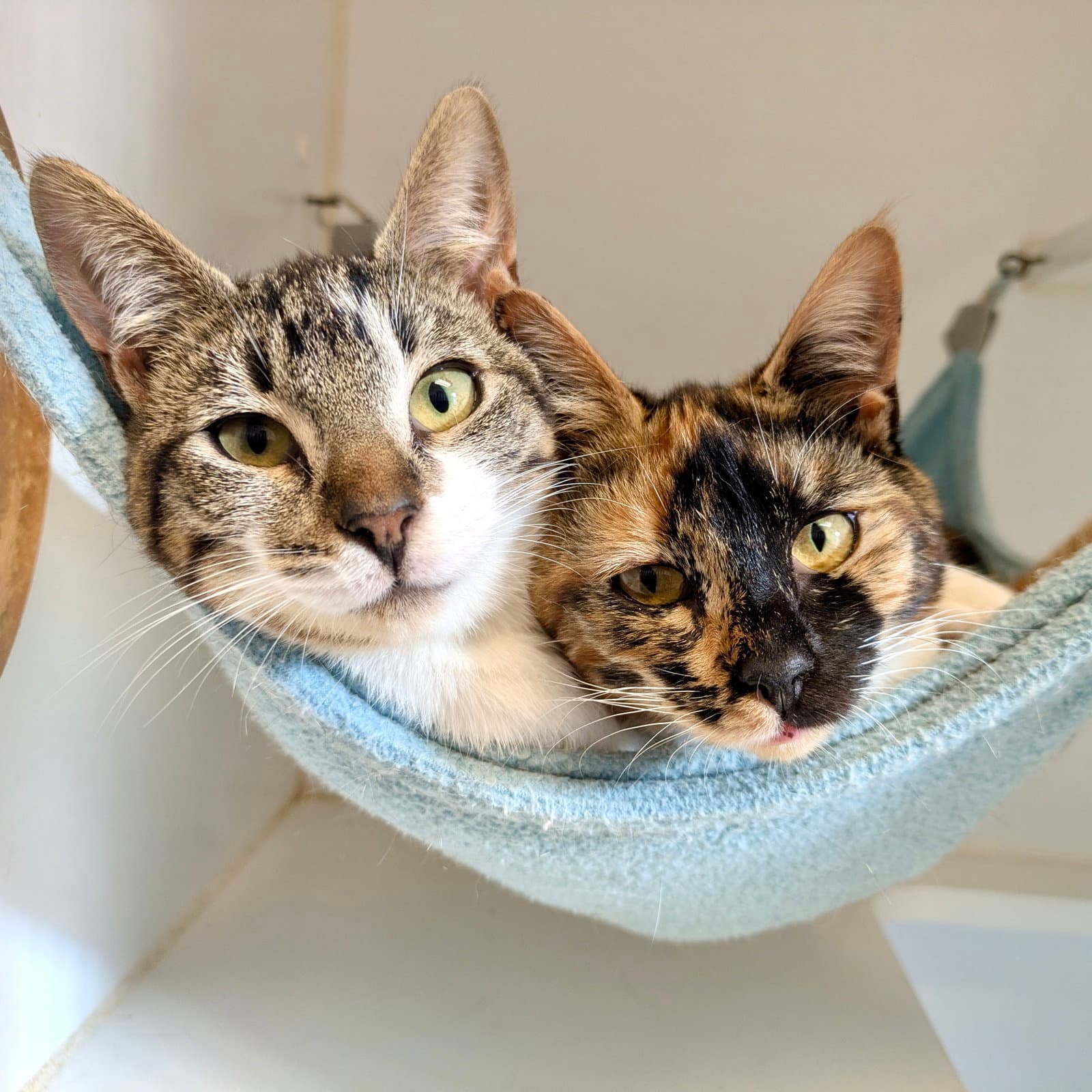 Selene (bonded w/ Iris)