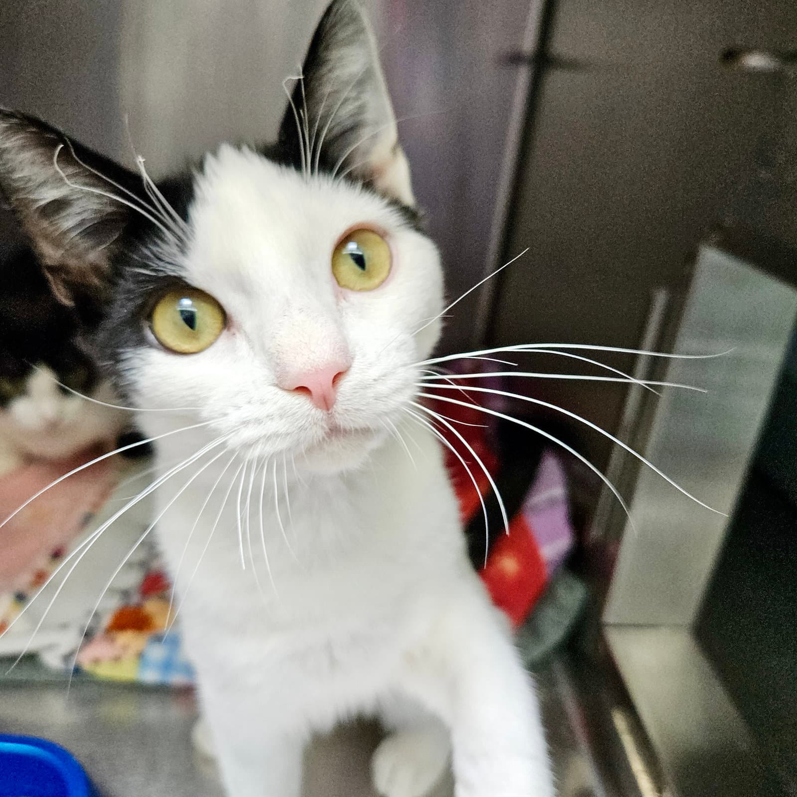 Nova (bonded w/ Manny)