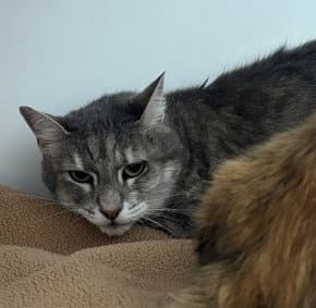 Sylvie (bonded w/ Emma)