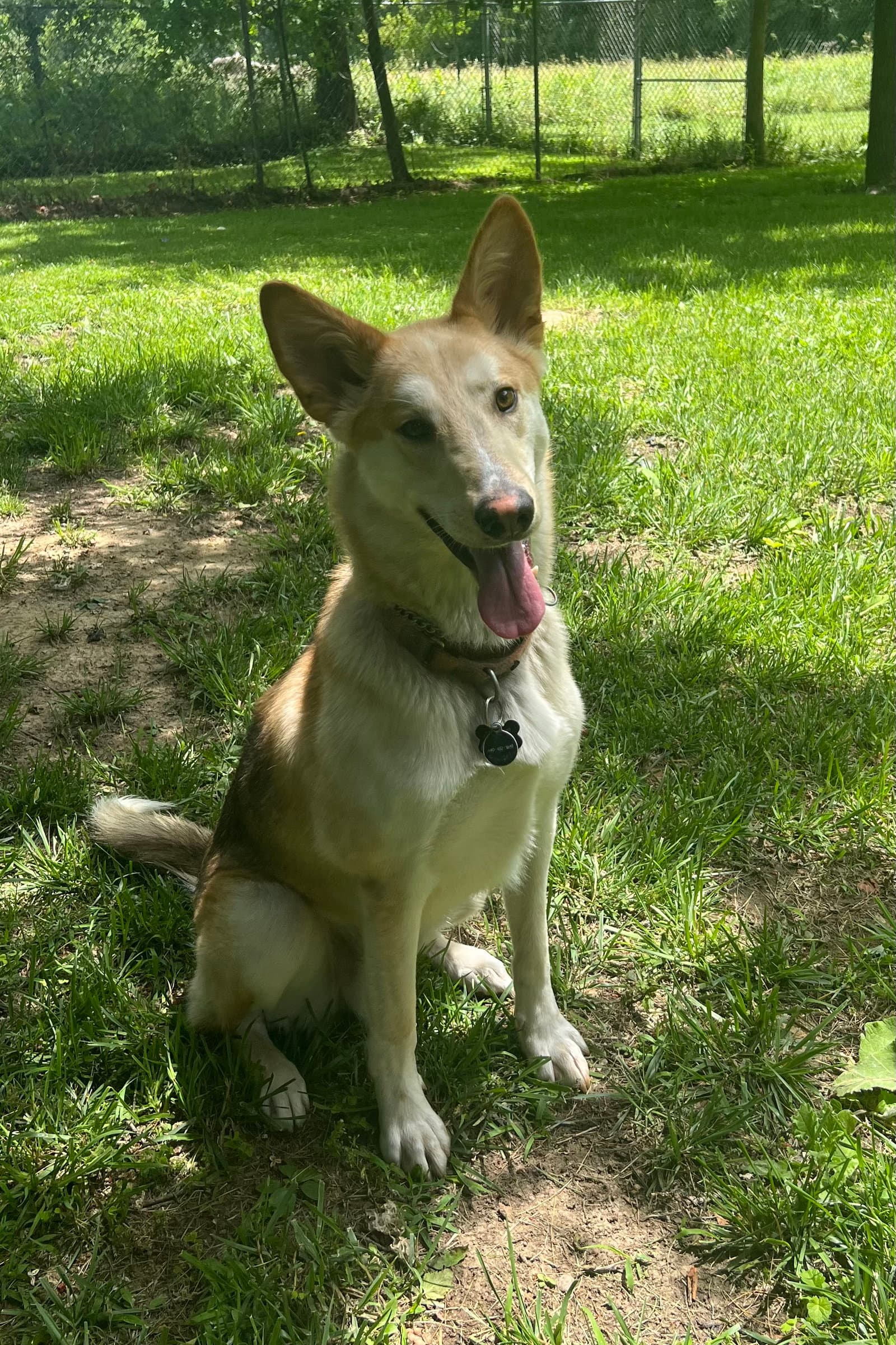 Dodger