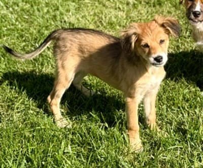 **KIWI**