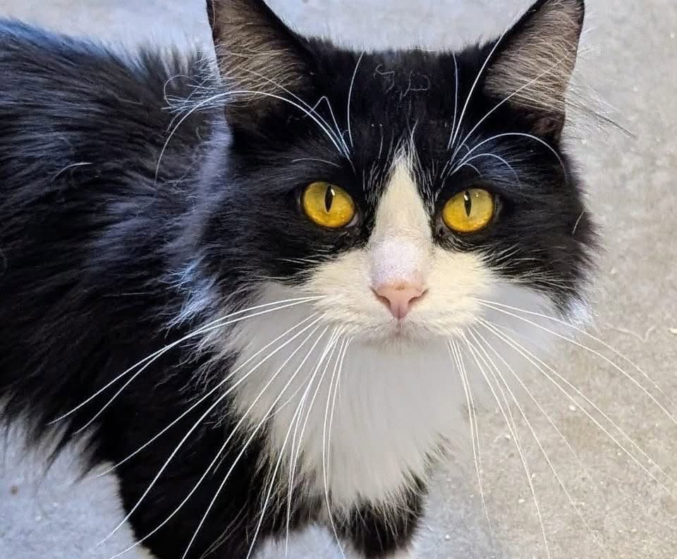Gizmo