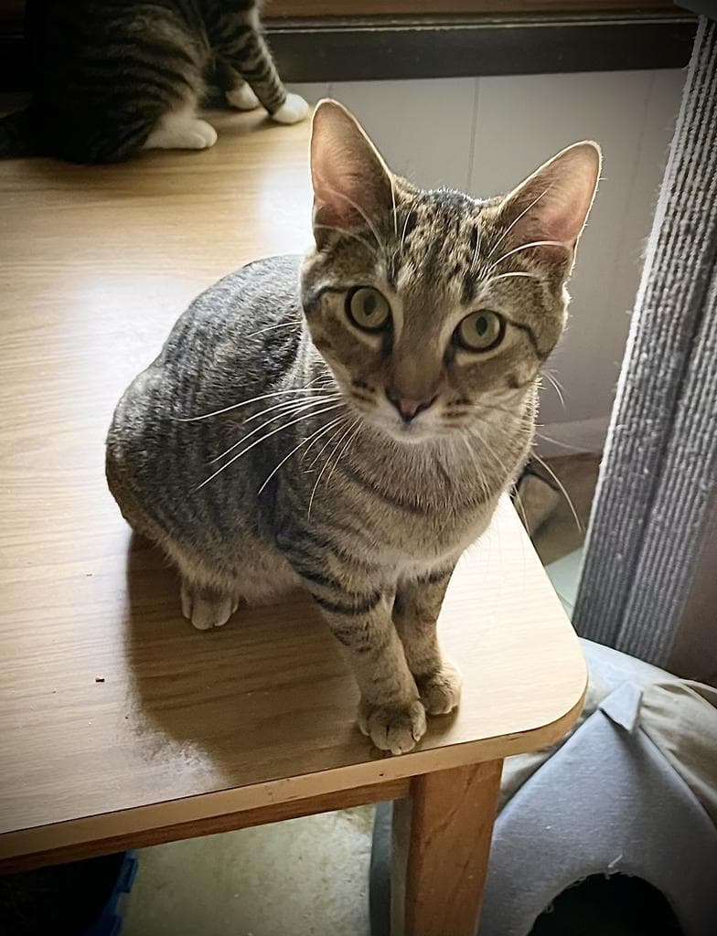 Tony