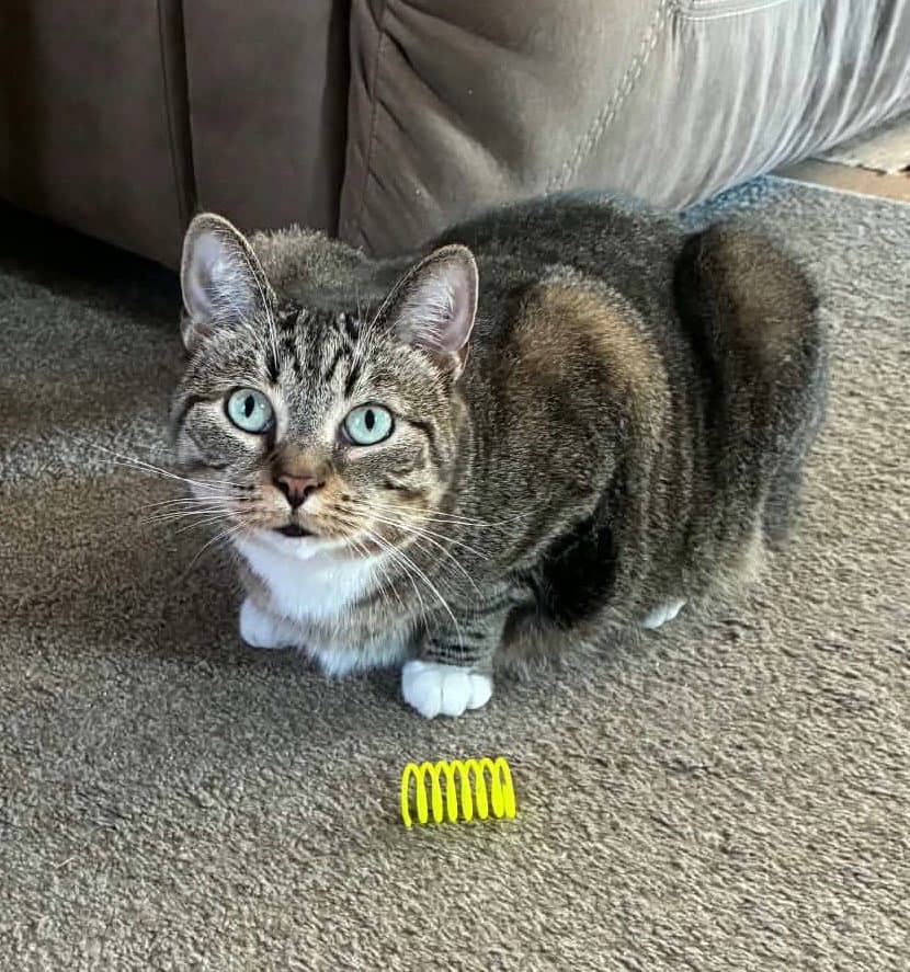 Snickers (fka Sarabi)