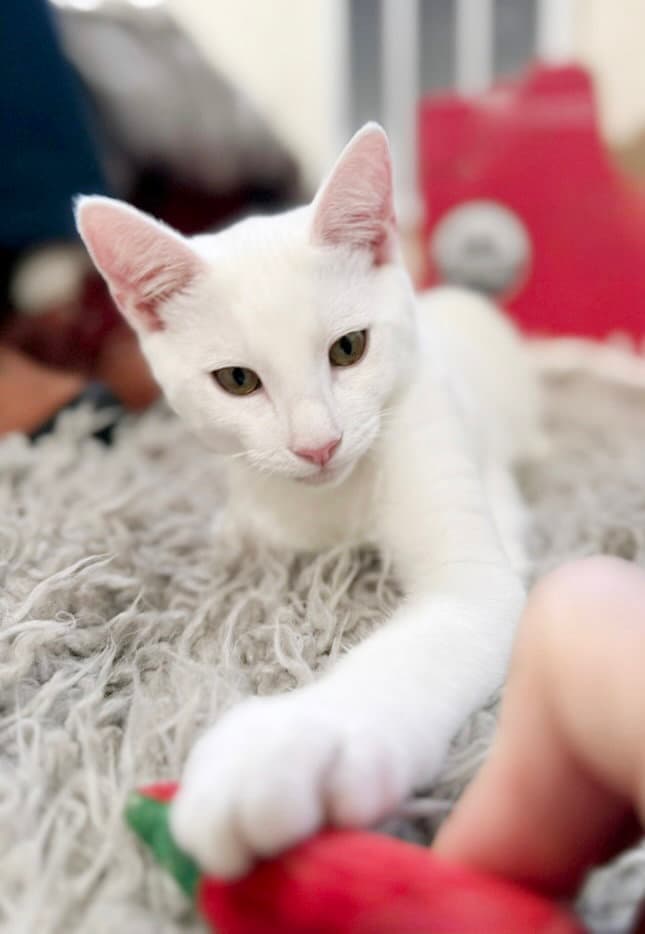 Snowball