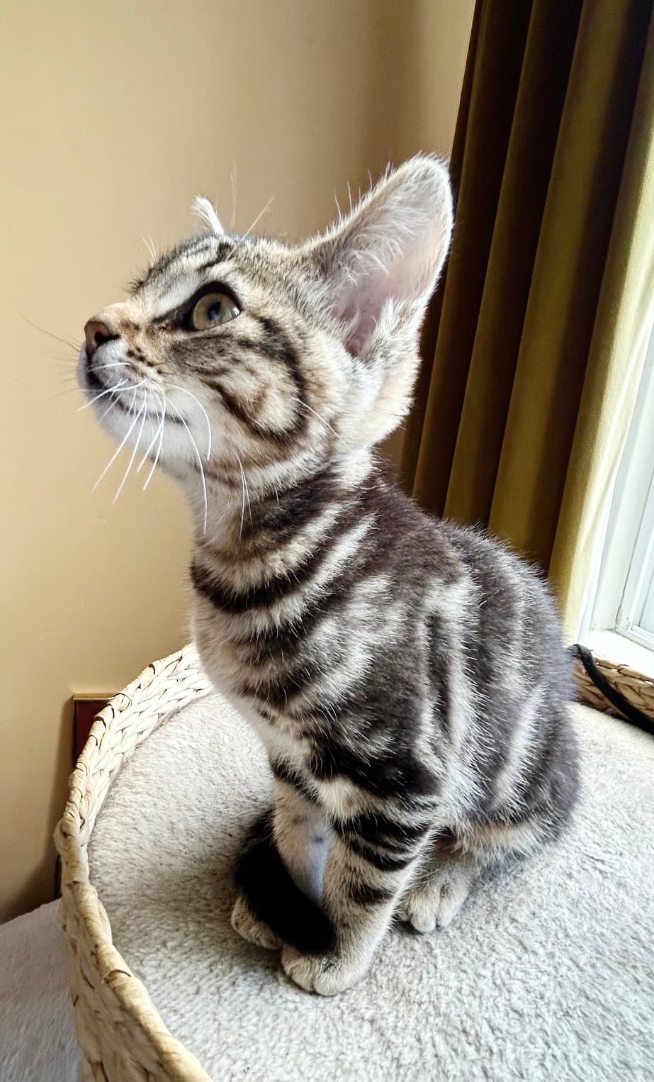 Ziggy