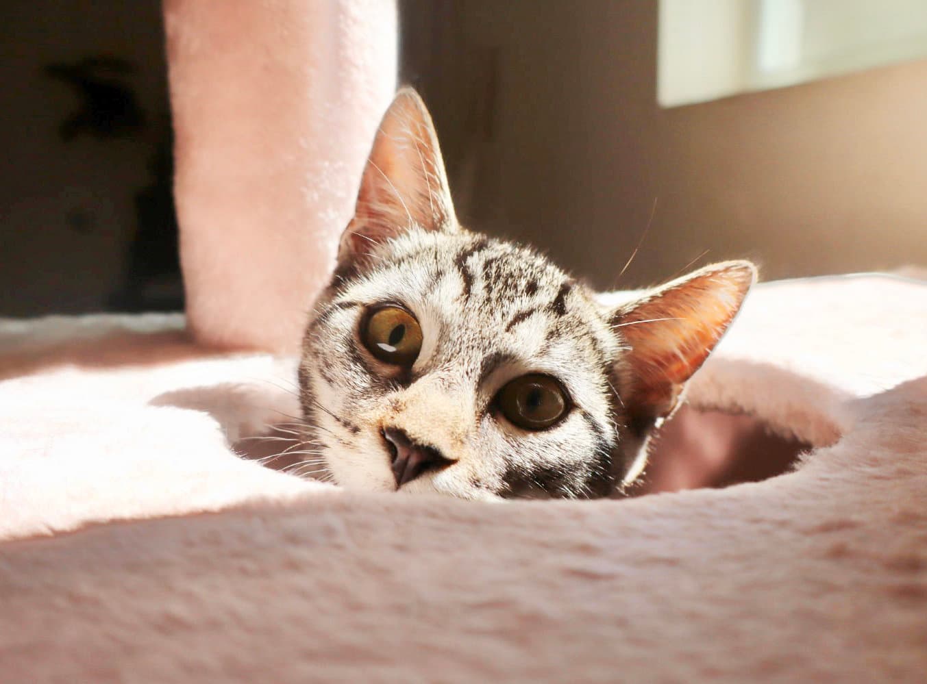 Milo