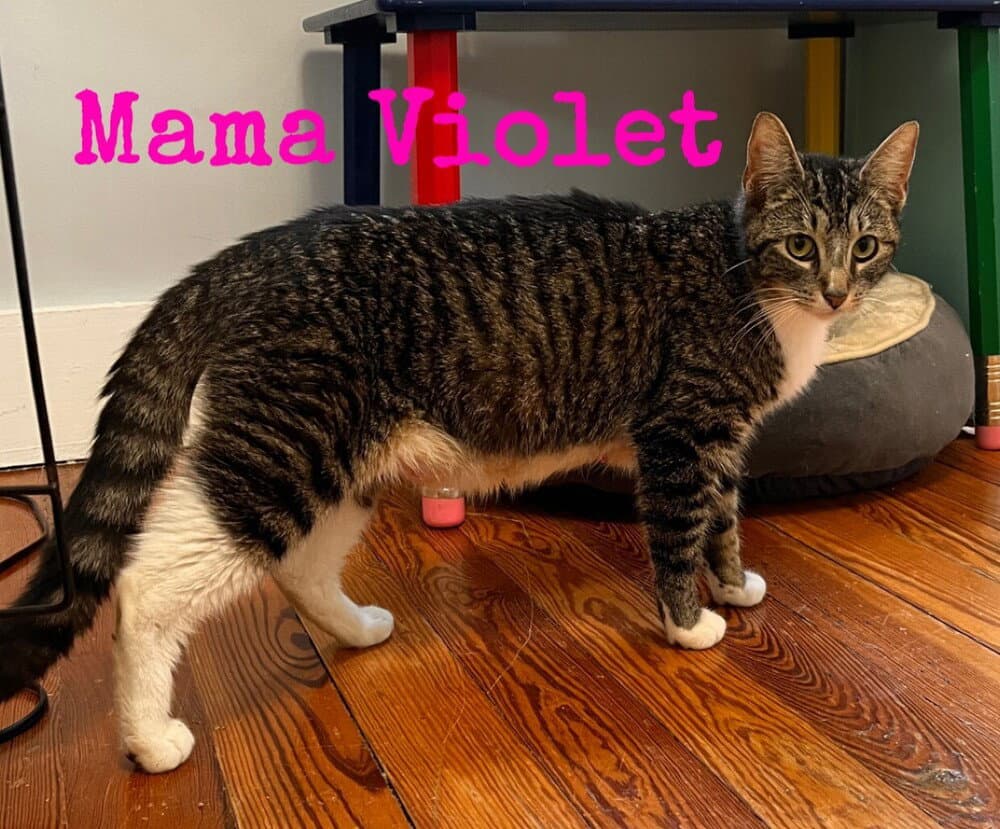 Momma Violet