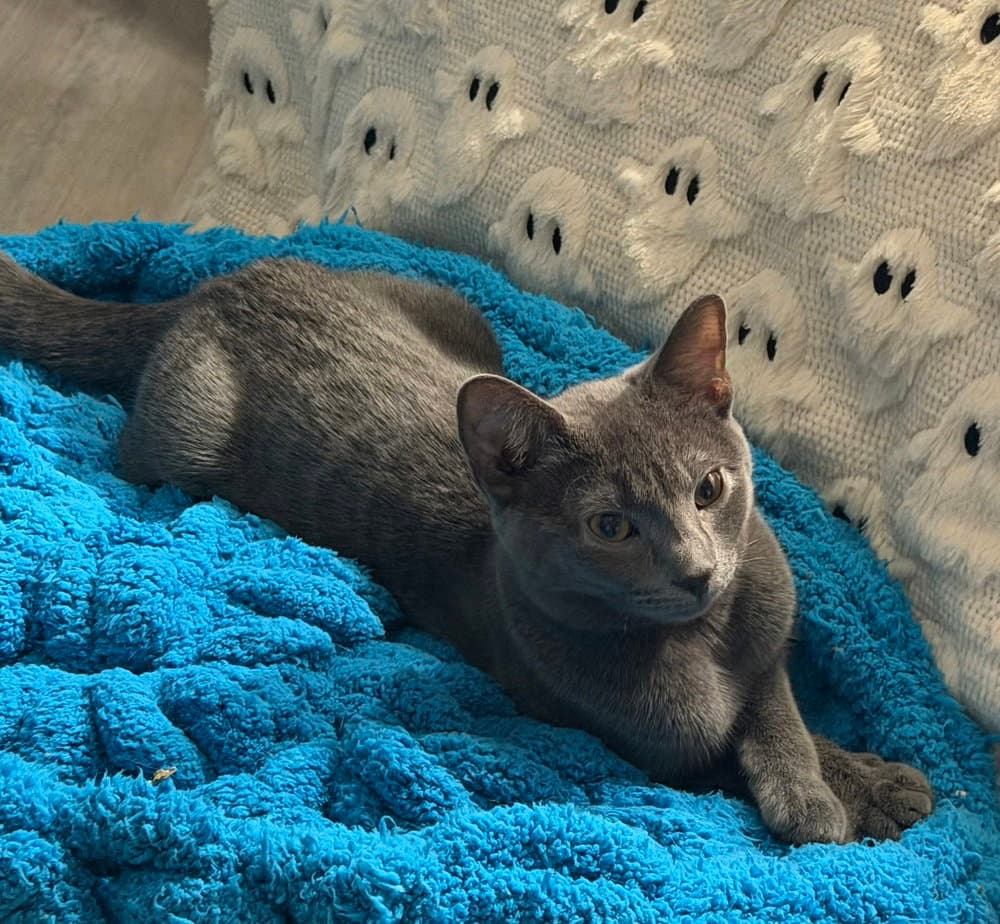 Kitten: Xandi