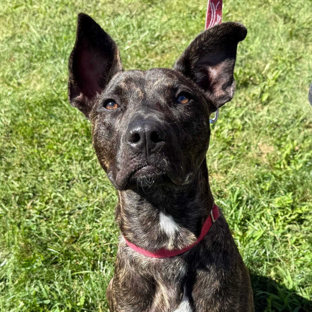 Ringo